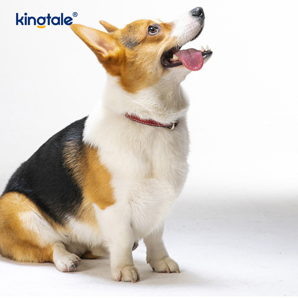 Balle de friandises en caoutchouc à mâcher extractible pour chien, jouet pour l'intérieur et l'extérieur