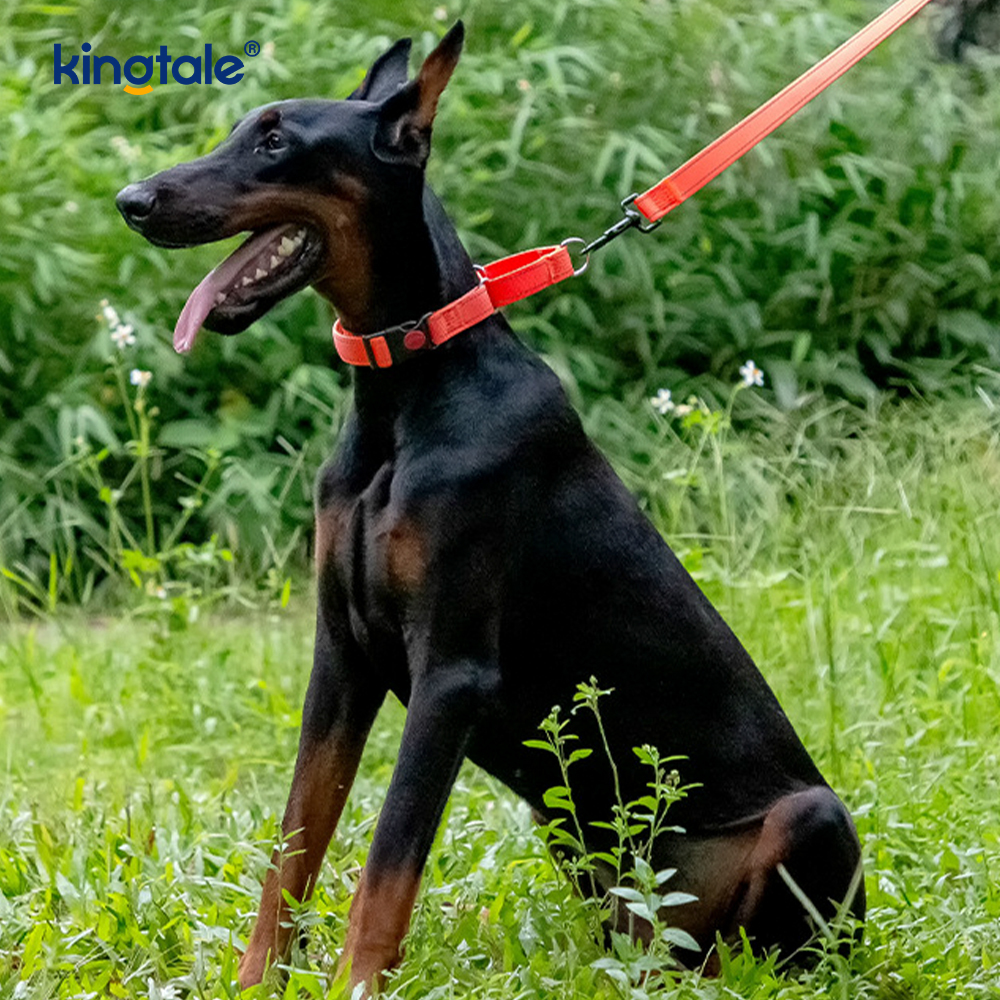 Collier de chien de martingale en nylon réglable réfléchissant sans traction pour les chiens S M A L L