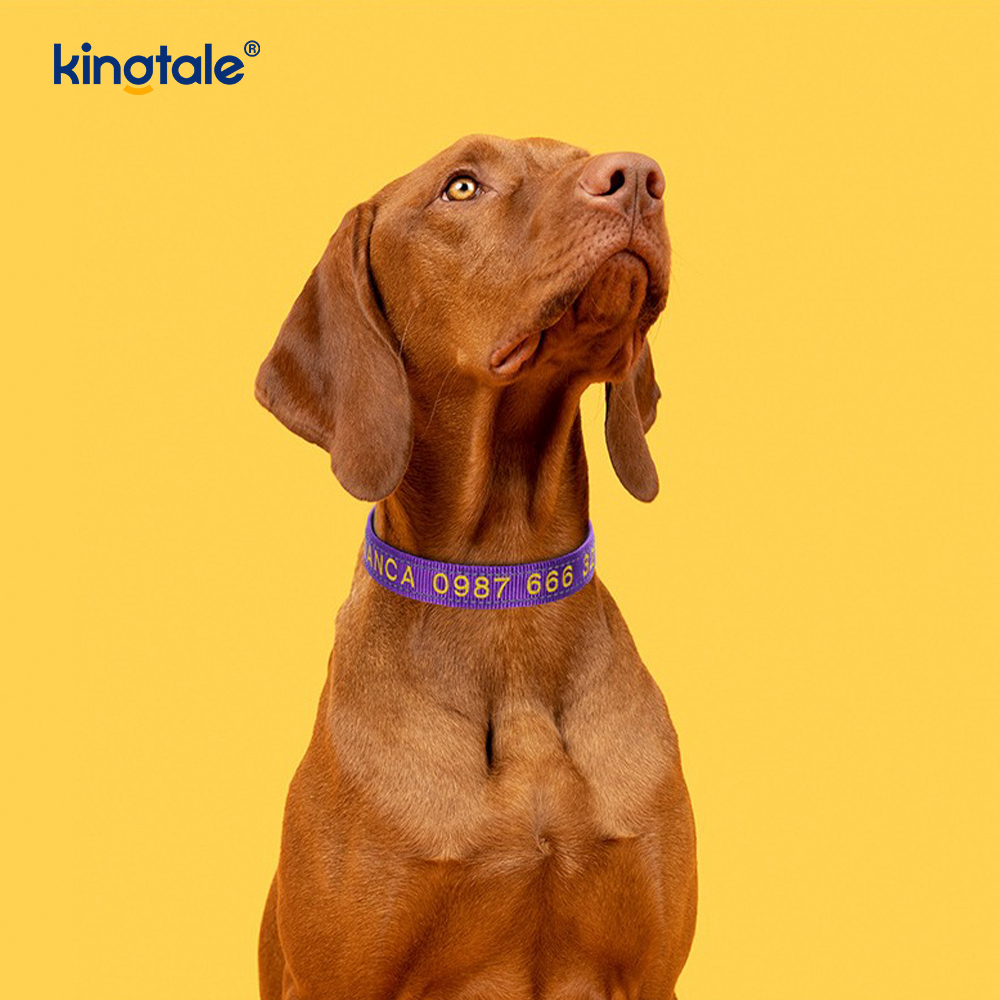Conception de boucle codée de collier de chien d'assistance pour prévenir les accidents