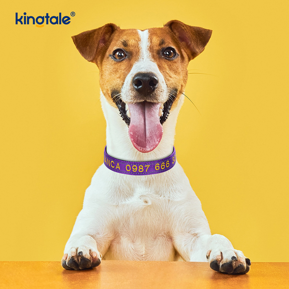 Conception de boucle codée de collier de chien d'assistance pour prévenir les accidents