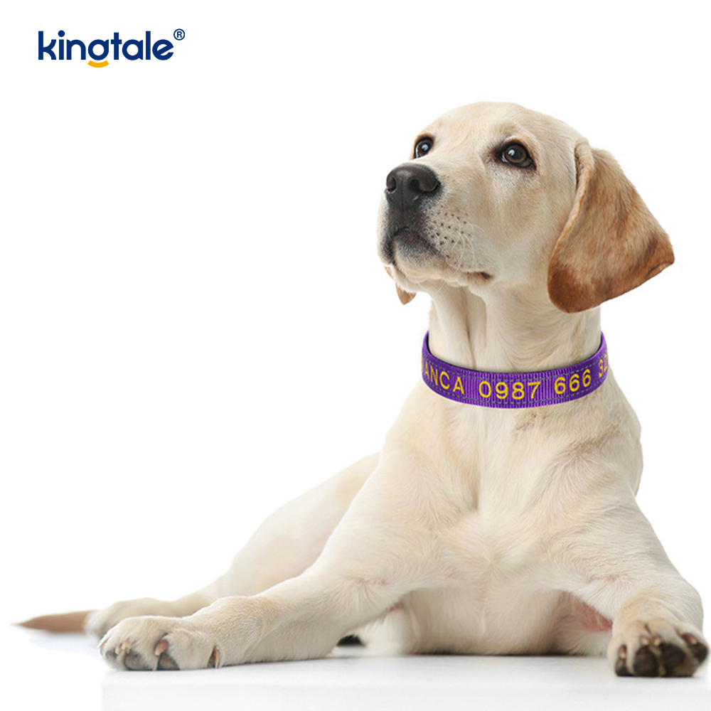Conception de boucle codée de collier de chien d'assistance pour prévenir les accidents