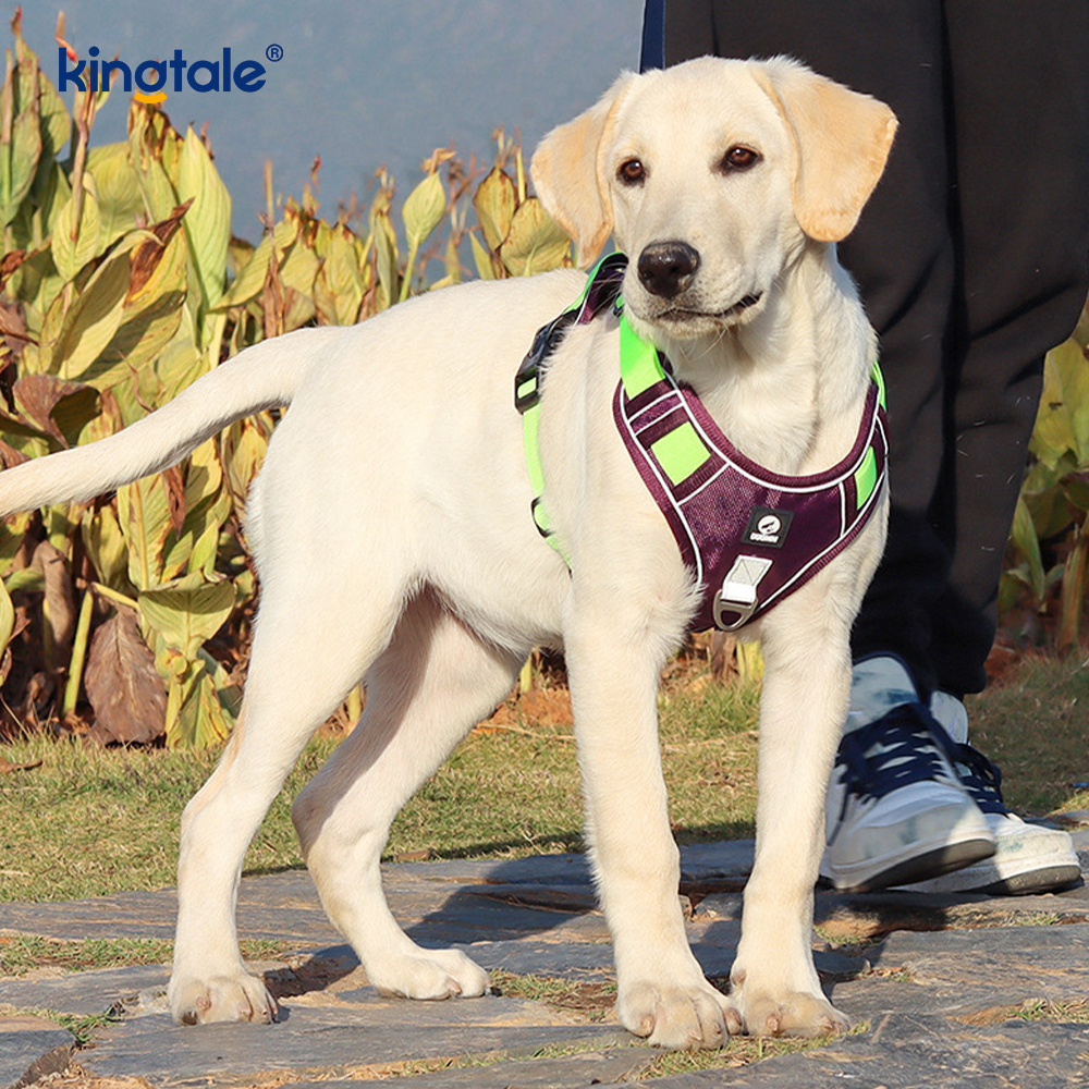 Harnais respirable réglable réfléchissant de sport de rivet en nylon avec la laisse de chien