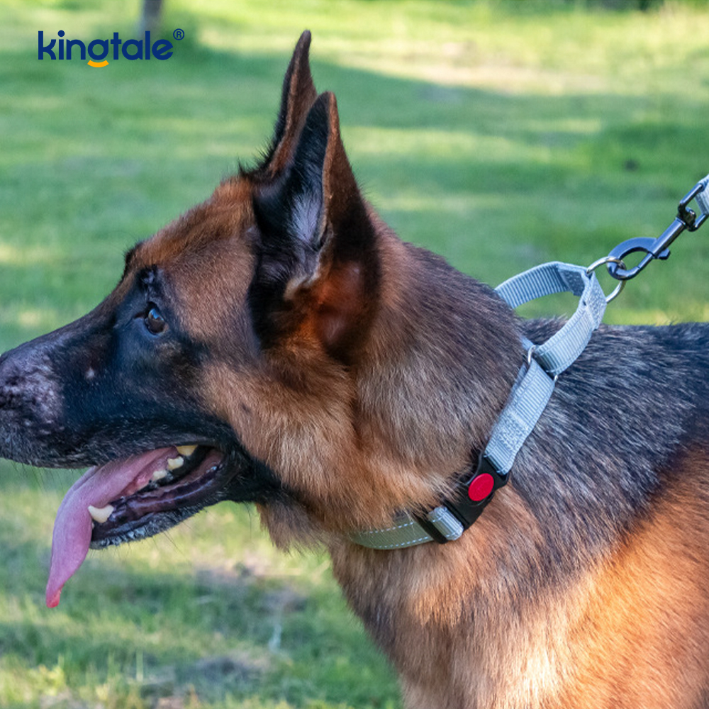 Collier pour chien Martingale en nylon réglable réfléchissant sans traction à dégagement rapide